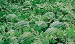 围栏吃瓜下载,揭秘网络围栏下的娱乐盛宴