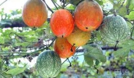 吊瓜水汽大怎么吃,巧用妙招轻松食用