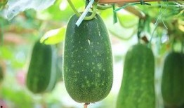 心月吃瓜,揭秘娱乐圈那些不为人知的幕后故事