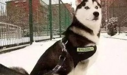 哈士奇吃瓜群众吗,揭秘狗狗的娱乐生活