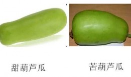 吃葫芦瓜要去心吗,食用前的必知细节