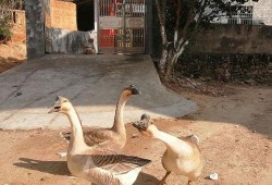 吃瓜鹅公司,揭秘网红食品背后的商业奇迹