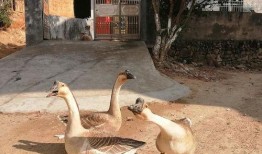 吃瓜鹅公司,揭秘网红食品背后的商业奇迹