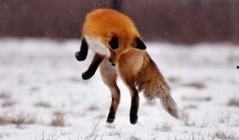 道具吃瓜狐狸,揭秘神秘道具背后的奇幻之旅