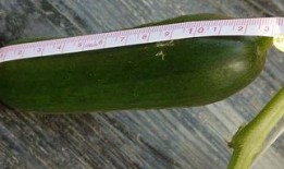 现在的新鲜吃瓜,揭秘娱乐圈最新鲜的“瓜”料