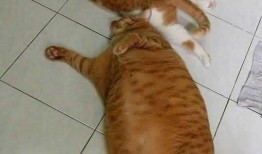 带你吃瓜橘猫,带你领略橘猫的“吃瓜”风采