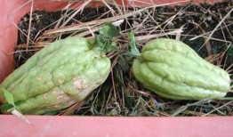 月子可以吃羊角瓜,月子期间羊角瓜的营养益处与食用指南