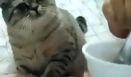 馋小猫吃瓜,揭秘瓜界那些事儿