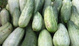 吃酥瓜,夏日清凉美食之旅