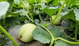 痞幼三分25吃瓜