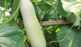 白色瓜咋吃,白色瓜的多样食用方法与美味探索