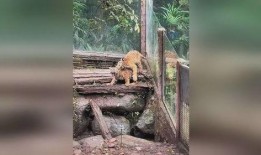 哇哇叫吃瓜,揭秘娱乐圈的甜蜜与苦涩