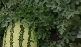 由吃瓜基地,一场别开生面的农业盛宴