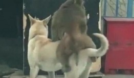 狗吃瓜的搞笑视频