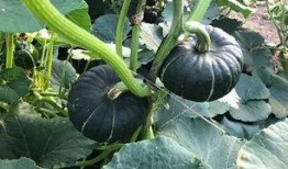 贝贝姐吃瓜,揭秘娱乐圈幕后故事