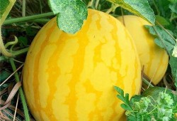 全民吃瓜上市了吗,从现象到现象级企业，上市之路揭秘