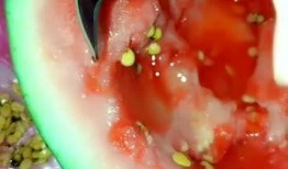 吃瓜不吐籽11,一场关于瓜果与人生的趣味对话