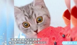 猫瓜可以吃吗,揭秘猫咪能否享用的美味佳肴