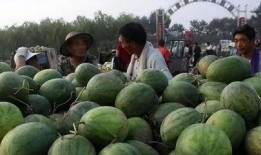 大型吃瓜现场的瓜,揭秘娱乐圈幕后风云