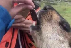 有土拨鼠吃大瓜,大瓜成美食盛宴