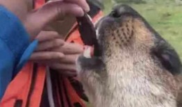 有土拨鼠吃大瓜,大瓜成美食盛宴