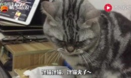 馋小猫吃瓜,揭秘瓜界那些事儿