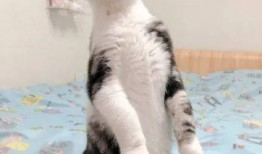 猫咪吃瓜被噶,瓜皮成“杀手”引发关注