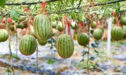 升达湖吃瓜,夏日狂欢盛宴来袭