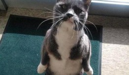 吃瓜猫头像,揭秘吃瓜猫的趣味生活