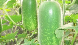 外境吃瓜群,揭秘网络社交圈的趣味与争议