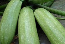 现在吃的瓜是春瓜吗,品味时令春瓜