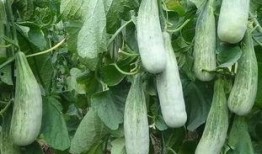 山东费县吃瓜事件,一场网络热议背后的真相与反思