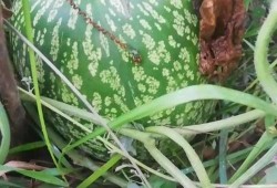 好像有瓜吃,好像有瓜吃，真相大曝光！