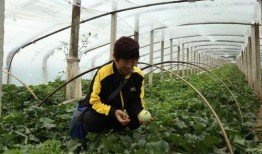 山东莱阳吃瓜,瓜香四溢，品味传统美食的魅力