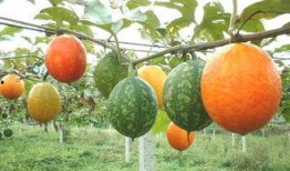 吊瓜水汽大怎么吃,巧用妙招轻松食用