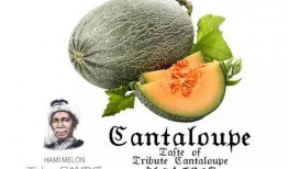 吃瓜网人物推荐,谁将成为下一个焦点？