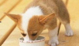 大佬狗吃瓜饼,一场美食与趣味的碰撞之旅