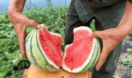 怎么吃拉瓜,解锁美味吃法，尽享拉瓜盛宴