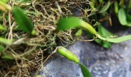 有瓜石斛直接吃,有瓜石斛，直接食用，健康生活从此开始