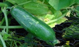 刮着吃的瓜,刮着吃的瓜，清爽一夏尽享美味