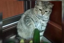 小猫吃瓜围观视频,萌态十足引网友热议