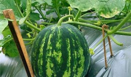 甜蜜 上市 吃瓜啦,吃瓜群众狂欢时刻！