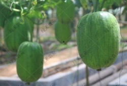 济南吃瓜网,揭秘泉城美食圈的热辣新鲜事