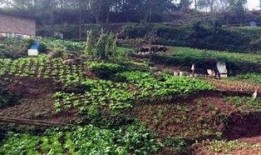 重庆公园吃瓜,悠闲生活里的甜蜜时光