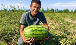 小康吃瓜视频在线观看,带你领略网络短视频的魅力