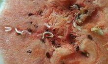 吃瓜奇葩真实,揭秘那些令人捧腹的奇葩事件