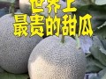 吃世界最甜的瓜,探寻全球最甜瓜果之旅