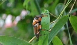 瓜哥吃瓜昆虫图片高清,高清图鉴揭秘昆虫世界