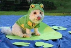 青蛙头套吃瓜,一场别开生面的吃瓜盛宴