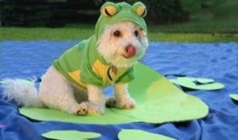 青蛙头套吃瓜,一场别开生面的吃瓜盛宴